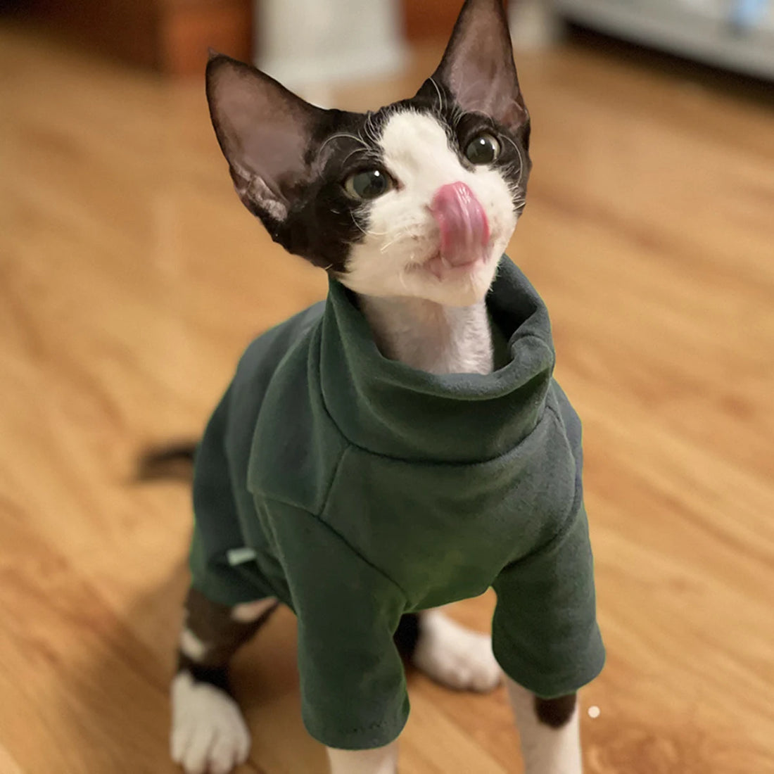 Soft Cotton Hairless Pet Hoodie – All-Season Comfort Wear